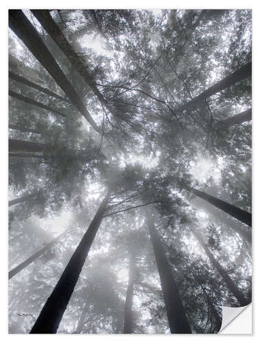 Selvklæbende plakat Fir trees in the fog I