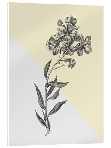 Gallery print Botany Study VI