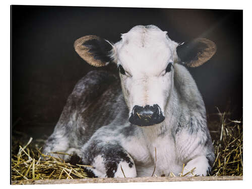 Aluminium print Young calf in the hay