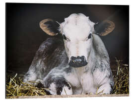 Aluminium print Young calf in the hay