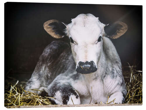 Canvas-taulu Young calf in the hay