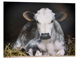 Foam board print Young calf in the hay