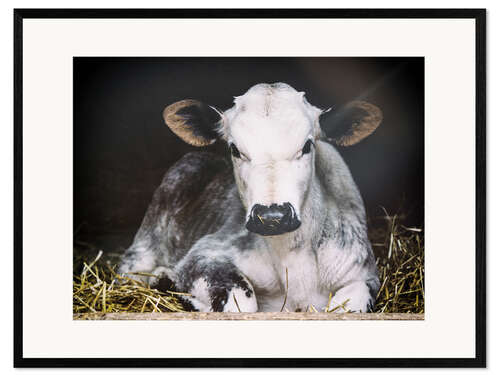 Gerahmter Kunstdruck Junges Kalb im Heu