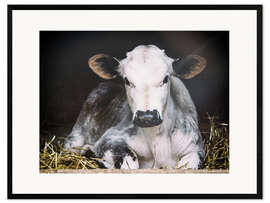 Kunsttryk i ramme Young calf in the hay