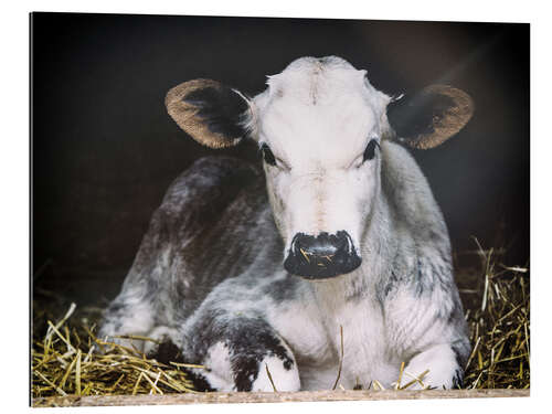 Gallery print Young calf in the hay