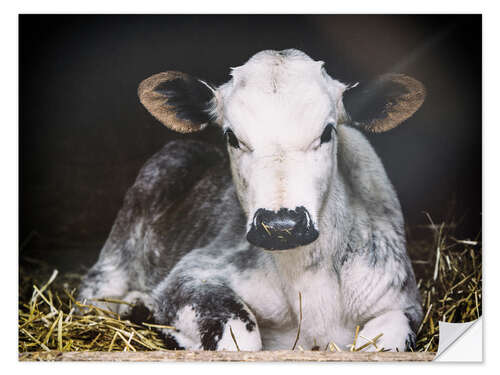 Selvklebende plakat Young calf in the hay