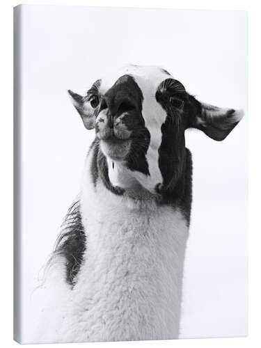 Canvas print Adorable Lama I