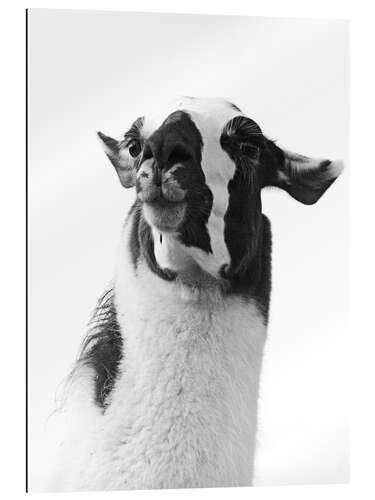 Gallery print Adorable Lama I