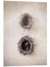 Acrylic print Bird&#039;s Nest IV