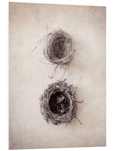 Foam board print Bird's Nest IV