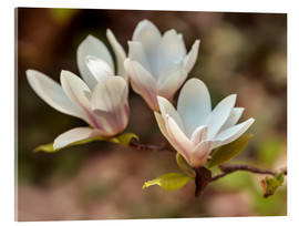 Akrylglastavla  White magnolia - Jaroslaw Blaminsky