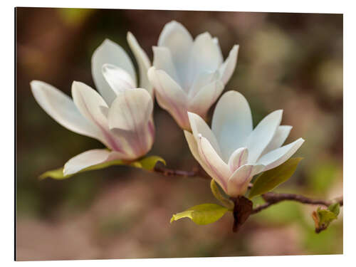 Stampa su alluminio White magnolia