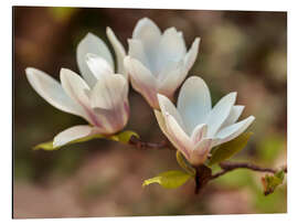 Tableau en aluminium Magnolia blanc