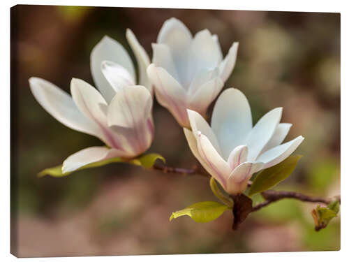 Canvastavla White magnolia