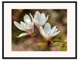 Gerahmter Kunstdruck Weiße Magnolie
