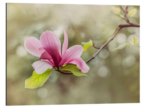 Tableau en aluminium Magnolia rose