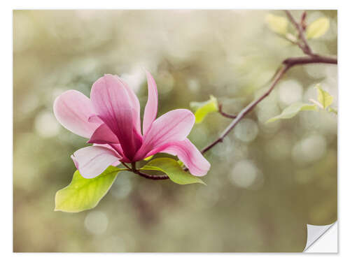 Naklejka na ścianę Pink Magnolia