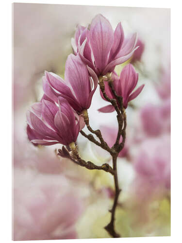 Akrylbilde Branch of pink magnolia flowers