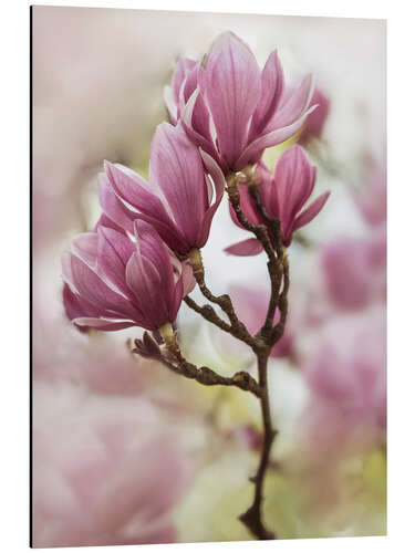 Stampa su alluminio Branch of pink magnolia flowers