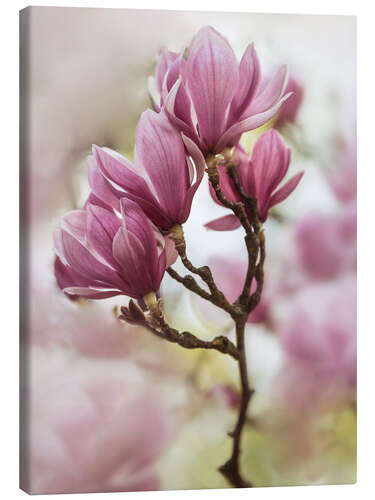 Canvas print Branch of pink magnolia flowers