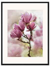 Gerahmter Kunstdruck Niederlassung von rosa Magnolienblumen