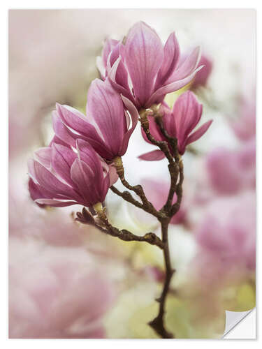 Wall sticker Branch of pink magnolia flowers