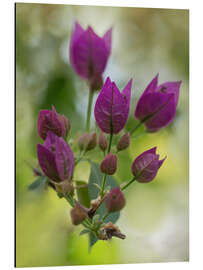 Aluminium print Purple Bougainvillea