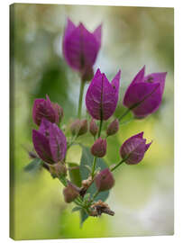 Leinwandbild Lila Bougainvillea