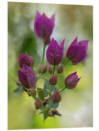 Cuadro de PVC Purple Bougainvillea