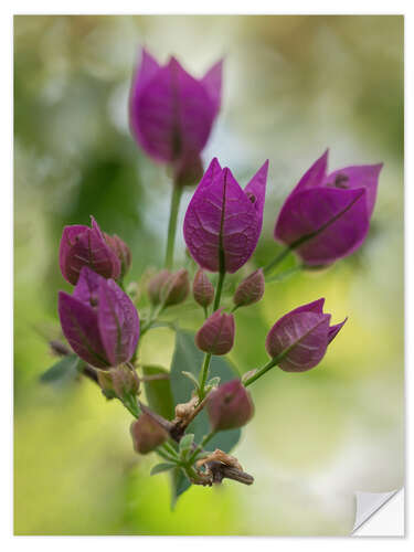 Naklejka na ścianę Purple Bougainvillea