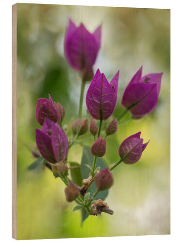 Stampa su legno Purple Bougainvillea