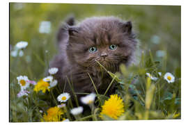 Aluminium print kitten on a meadow in summer