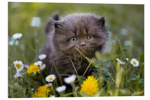 Foam board print kitten on a meadow in summer