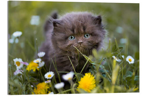 Gallery Print Katzenkind auf einer Wiese im Sommer