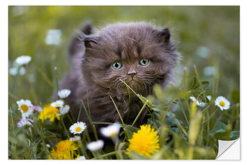 Selvklebende plakat kitten on a meadow in summer