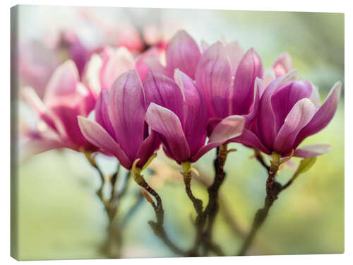 Canvas-taulu Pink Magnolia flowers