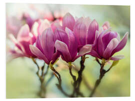 Foam board print Pink Magnolia flowers