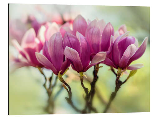 Stampa su plexi-alluminio Pink Magnolia flowers