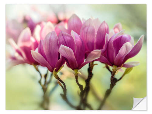 Naklejka na ścianę Pink Magnolia flowers