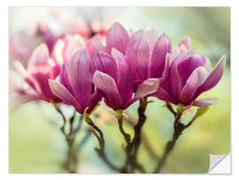 Wandsticker Rosa Magnolie Blumen