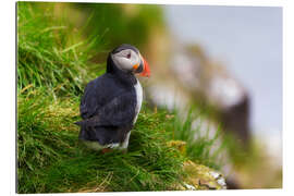 Gallery print  Puffin 