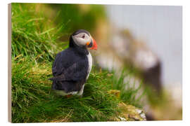 Wood print  Puffin 