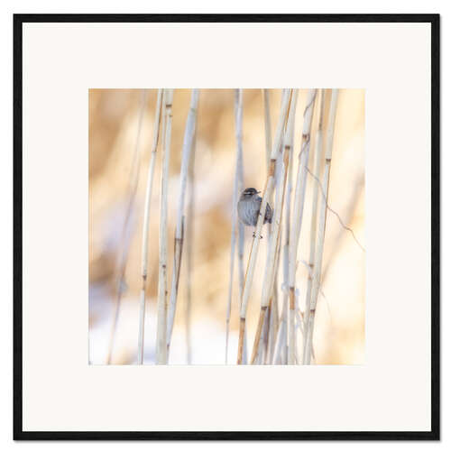 Impresión de arte enmarcada little guest in the reed