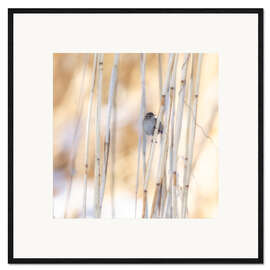 Kehystetty taidepainatus little guest in the reed