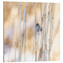 Magnettafel kleiner Gast im Schilf