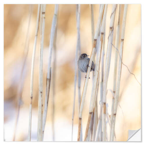 Självhäftande poster little guest in the reed