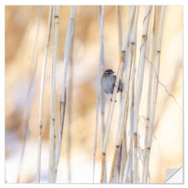 Vinilo para la pared little guest in the reed