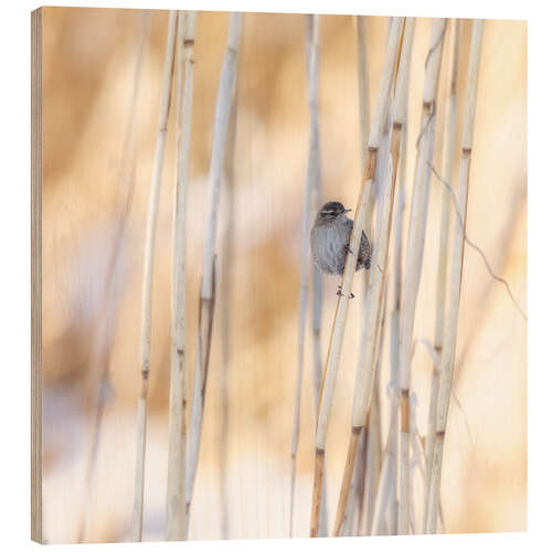 Tableau en bois little guest in the reed