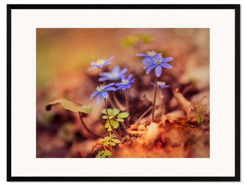 Plakat artystyczny premium w ramie Morning impresion with blue liverwort