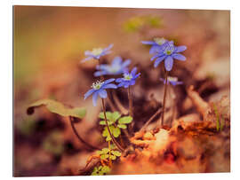 Galleriataulu Morning impresion with blue liverwort